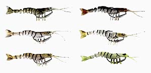 Savage gear TPE Manic Shrimp 6.5 cm 4 gr Sahte Balık